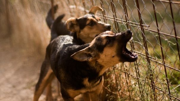COPIL de 3 ani, MUTILAT de un câine