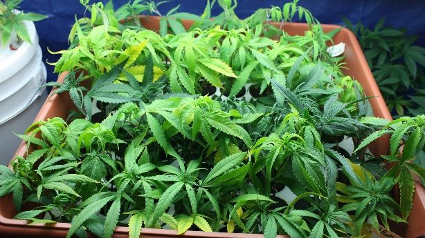 Nouă traficanţi de droguri din Bucureşti, reţinuţi. SURPRIZĂ URIAŞĂ la percheziţii 