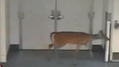 VIDEO FABULOS. O căprioară s-a rătăcit într-un spital 