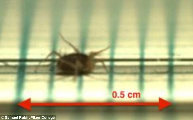 Ghepardul nu mai este considerat cel mai rapid animal terestru din lume. Cine deţine noul record