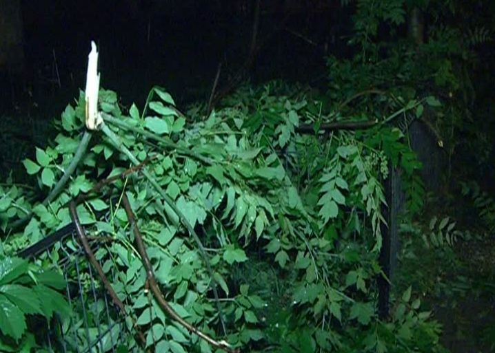 FURTUNĂ în CAPITALĂ: Şapte copaci căzuţi, subsolul unei grădiniţe - inundat