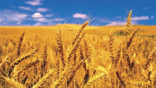 Efectul miraculos al grâului asupra organismului