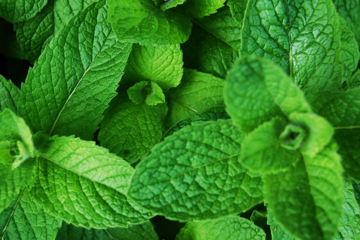 Ce PLANTE ţi se potrivesc în funcţie de ZODIE