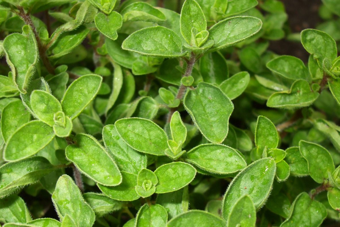 8 plante care întăresc rezistența la viruși. Include-le în meniul zilnic și vei avea parte de un boost de sănătate