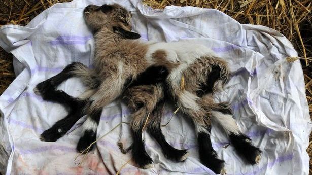 Un ied cu opt picioare şi două sexe s-a născut în Croaţia, spre uimirea fermierilor