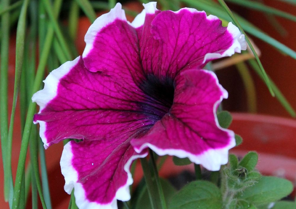 Cum se înmulţesc şi cum se îngrijesc petuniile