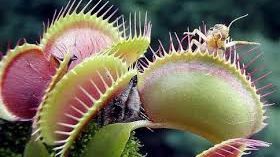 Gradina botanică din România care va avea o seră de plante carnivore 