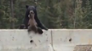 IMAGINILE care au făcut înconjurul internetului. Un pui de urs a fost salvat miraculos 