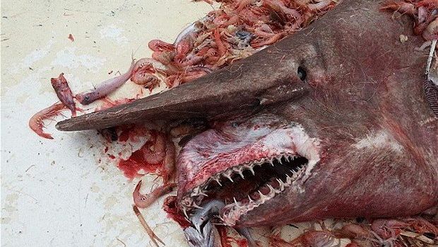 Un pescar a prins o CREATURĂ de 5 metri despre care savanţii NU ŞTIU ce să creadă