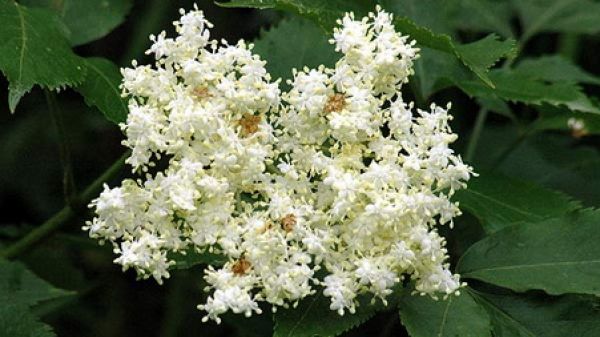 SOCUL, PLANTA MAGICĂ din grădină