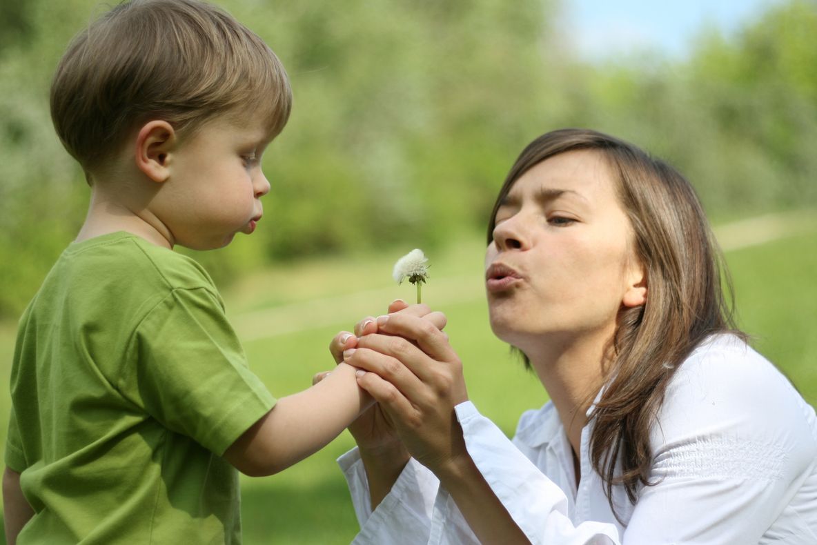 Păpădia ne scapă de toxine