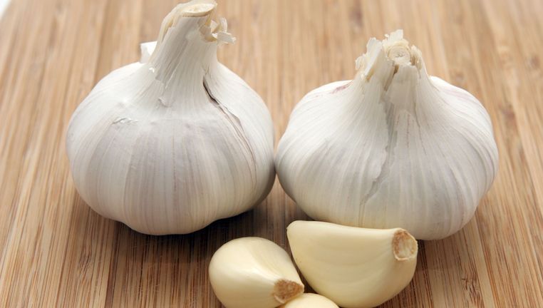 USTUROIUL, mai eficient ca un ANTIBIOTIC. Un nou experiment îi confirmă BENEFICIILE MIRACULOASE