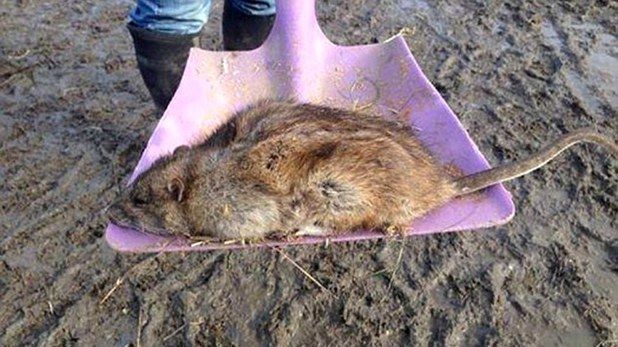 Şobolanii mutanţi, de 60 cm şi rezistenţi la OTRAVĂ, invadează oraşele