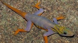 DESCOPERIRE INCREDIBILĂ: Peste 300 de noi specii de animale și plante