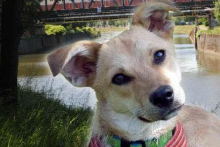 Femeie salvată de la înec în Belgia de o cățelușă adoptată din România 