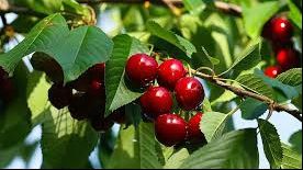 Cele mai bune fructe care întăresc sistemul imunitar