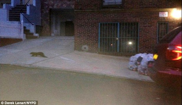 Zoologii au identificat creatura misterioasă care a îngrozit New York-ul