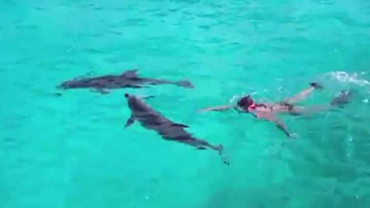 Delfinii, persoane non umane. Senatorii au dezbătut timp de jumătate de oră proiectul de lege