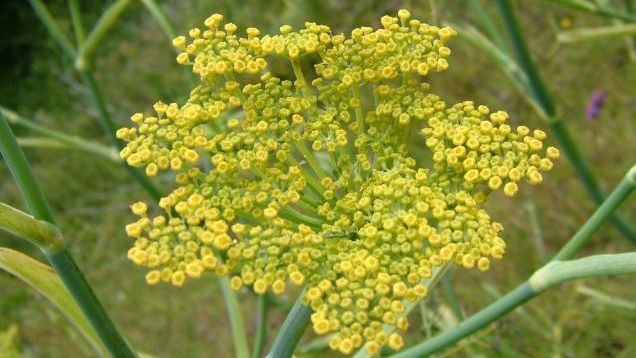 FRESH-REFRESH. Feniculul, o adevărată sursă de minerale și vitamine