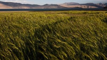 Cum te ajuta orzul verde sa fii sanatos