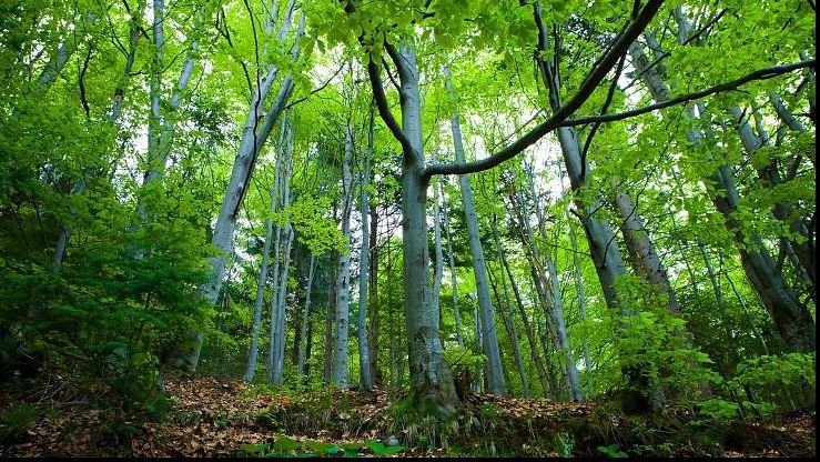 România dispune de cel mai mare potenţial de păduri virgine de fag din Europa