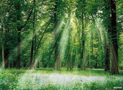 Efectele îngrijorătare provocate de extinderea zonei tropicale din cauza schimbărilor climatice