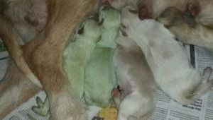 Doi cățeluși verzi s-au născut în localitatea spaniolă Laguna de Duero