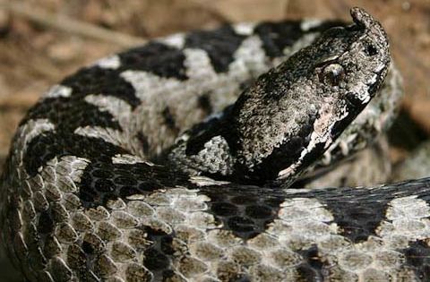 Avertisment lansat într-un judeţ din România: "Atenţie la vipere!"