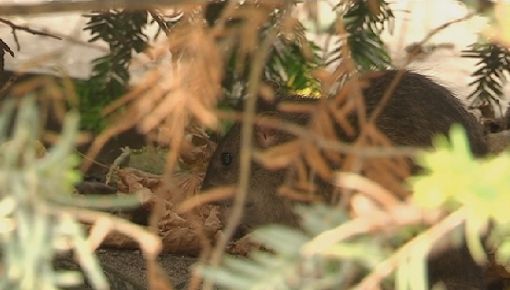 FAŢA NEVĂZUTĂ a unuia dintre cele mai FRUMOASE ORAŞE din lume: INVAZIE de ŞOBOLANI la PARIS