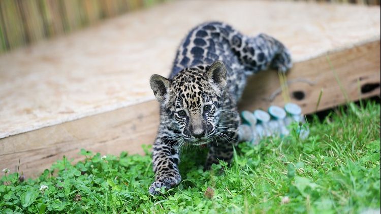 Apariție uluitoare la o grădină zoo din România