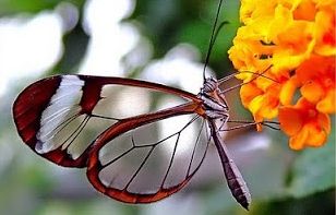 Studiu: Numărul de nevertebrate a scăzut cu 45%