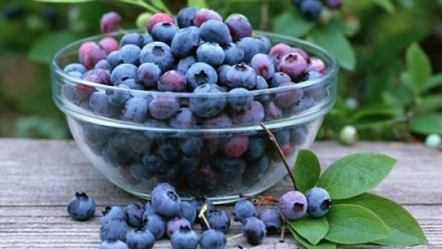 Lucruri pe care nu le ştiai despre afine