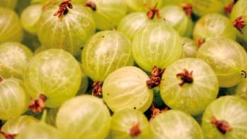 FRESH-REFRESH. Agrișele, energizante naturale