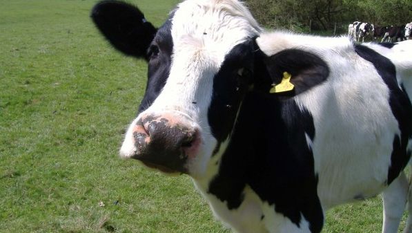 Epidemie de FEBRĂ AFTOASĂ în Europa! Mii de bovine, sacrificate din cauza virusului periculos