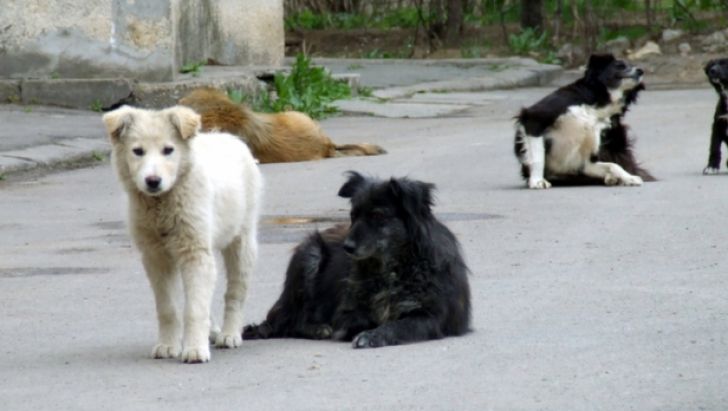 Prefectul Capitalei: Toţi hingherii agresaţi să depună plângeri penale