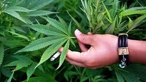 The New York Times pledează pentru legalizarea canabisului 