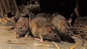 MAE, avertisment de călătorie. Epidemie de CIUMĂ BUBONICĂ în Madagascar