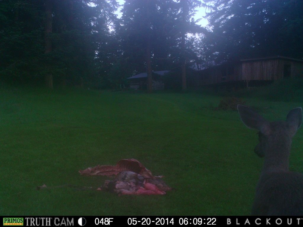 A lăsat bucăţi de carne ŞI O CAMERĂ VIDEO la marginea unei păduri. Ce s-a întâmplat e ŞOCANT