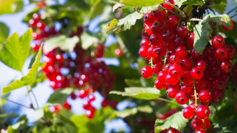 FRESH-REFRESH. Coacăzele roșii, aliatul perfect în combaterea kilogramelor în plus