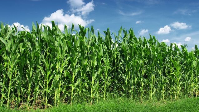 CAZ INCREDIBIL: I-a fost demolată casa şi în locul ei a fost plantat porumb