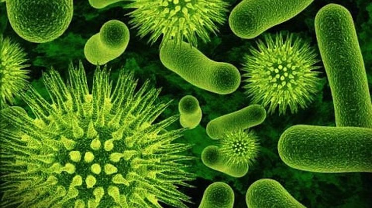 A fost descoperit un virus nou - jumatate din populatia lumii il are