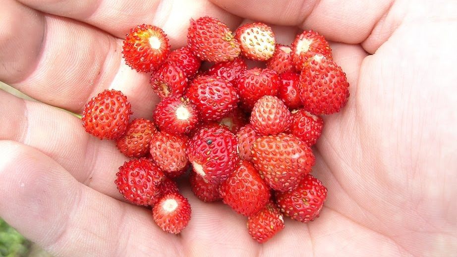 FRESH-REFRESH. Frăguțele purifică organismul 