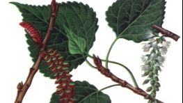 Efectul incredibil al mugurilor de plop negru 