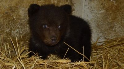 Pui de urs, captiv într-un gard 