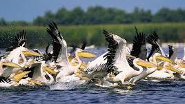 Studiu ŞOCANT: Delta Dunării e în pericol!