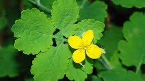 FRESH-REFRESH. Beneficiile "RĂDĂCINEI de AUR", ROSTOPASCA