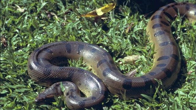 ATACUL ŞERPILOR în România. Fenomenul ia amploare din cauza temperaturilor ridicate 