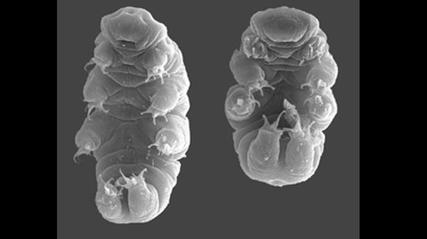 Singurele fiinţe capabile să supravieţuiască în spaţiu, descoperite în Antarctica 