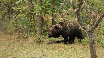 ALERTĂ la o şcoală din Dâmboviţa: URS prins în gard. Elevii, păziţi de jandarmi