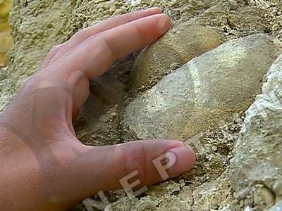 MELCI URIAŞI vechi de 100 DE MILIOANE DE ANI, într-un sat din Constanța 